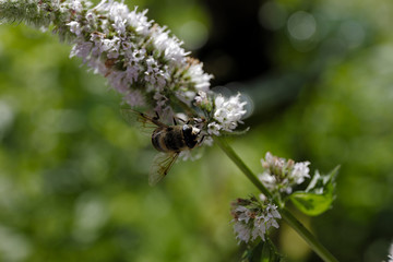 Wespe an einer weißen Gartenblume beim Nektar sammeln