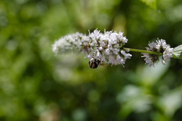 Weiße Blume mit einer Wespe die Nektar saugt und einem grünen Bokeh