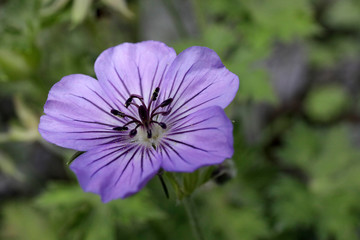 Fototapeta na wymiar Blüte in violett im Garten mit schönem Bokeh in frischer Farbe