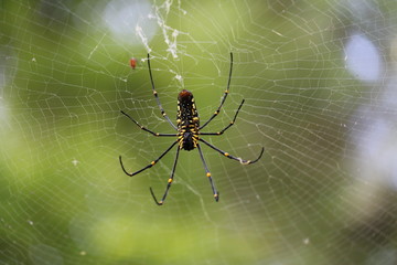spider on web