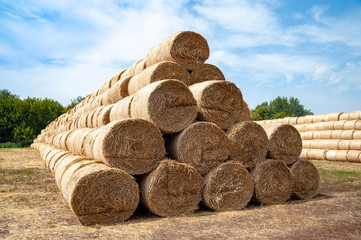 Hay bales on the field. Many bales of hay are stacked on the field in large stacks.