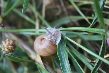  A large grape snail crawls on a plant stem