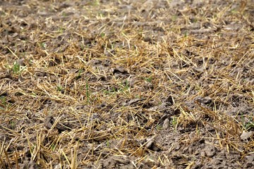 background of green grass