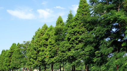 A row of Larix gmelinii, Pinaceae trees, with plenty green leaves in summer season with blue sky background. Larix gmelinii, known as the Dahurian larch, a species of larch native.