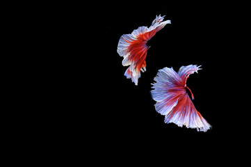 Thai Fighting Fish