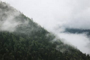 Berg und Wald in Nebel