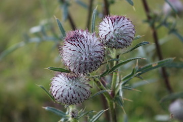  Pink flowers prickly thistle bloom in the meadows in summer, attracting bees