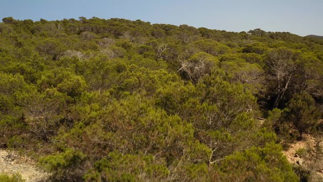 drone flight over the wild landscape  with trees on deserted area
