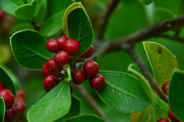 red berries on a branch