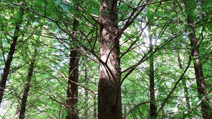 Larix gmelinii forest, Pinaceae trees, with plenty green leaves in summer season. Larix gmelinii, known as the Dahurian larch, a species of larch native.