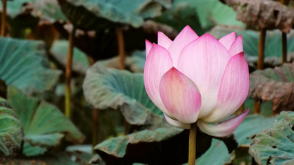 Closeup of lotus flower blooming in the morning. Nelumbo nucifera, also known as Indian lotus,...