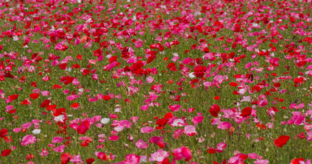 Fototapeta premium Beautiful Pink Poppy flower field
