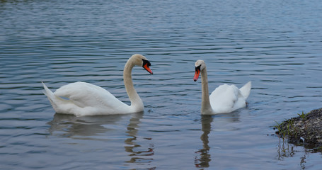 White swan family swim at the lake