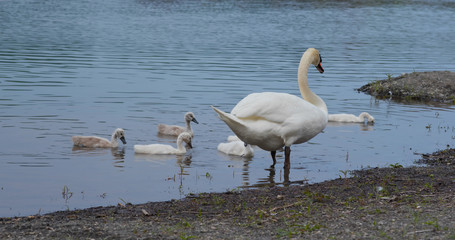 Family of the swan in the lake