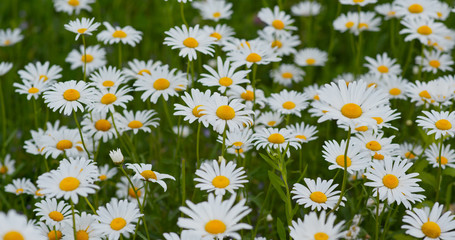 Fototapeta premium White chamomile in the meadow field