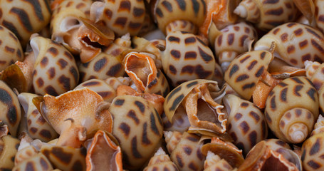 Fresh sea snail close up
