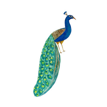 Colorful peacock on white background. Watercolor hand drawn illustration
