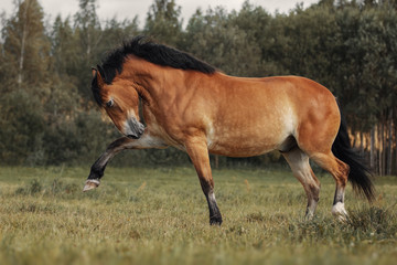 Red horse playing on grass field