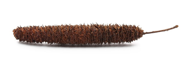 Dry, withering birch seeds isolated on white background