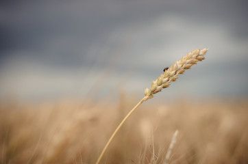 Close-up spikelet of a rye and a fly on the field on a cloudy day