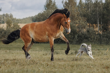 Red horse playing with a big dog