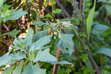close up of plant in the garden