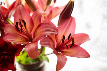  tiger pink lily on white  background. Out of focus. Сontour light.