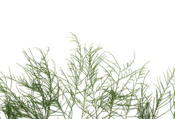 Conifer pine leaves, needles plant texture isolated on white background, top view