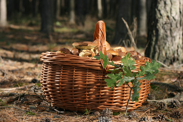 A full basket of porcini mushrooms collected in the forest.