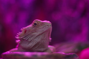 Beautiful bright chameleon in neon colors. Multicolor beautiful reptile chameleon with bright skin. Tropical animal in neon light.