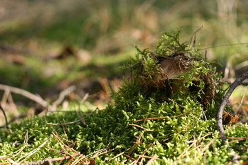 Boletus hiding under the bedding.