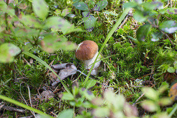 Growing white mushroom in a green forest. Foodstuff.
