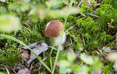 Growing white mushroom in a green forest. Foodstuff.