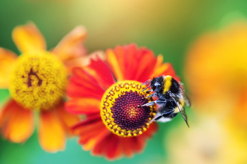 Close-up striped bumblebee beetle gathering pollen nectar from bright red helenuim autumnale flowers on green blurred flowerbed background in garden