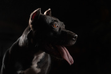 Closeup portrait of beautiful black pitbull dog  on black backgroun.
