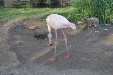 The beautiful bird Flamingo in the zoo park