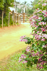 Flower at Dirt Road and Wood  Gate