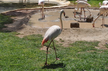 The beautiful bird Flamingo in the zoo park