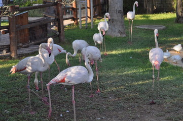 The beautiful bird Flamingo in the zoo park