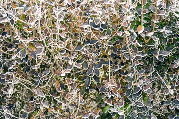 frozen leaves Ligustrum bush
