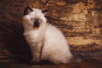 Scottish straight cat cream color. Template for cat food packaging.