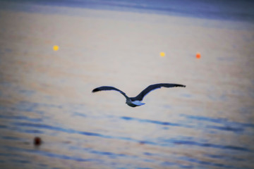 Seagulls on the seacoast near Alghero