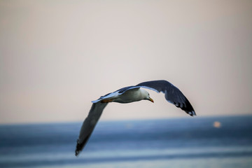 Seagulls on the seacoast near Alghero