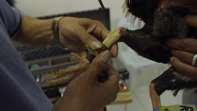 Gaffing a rooster - SlowMo 50fps to 25fps