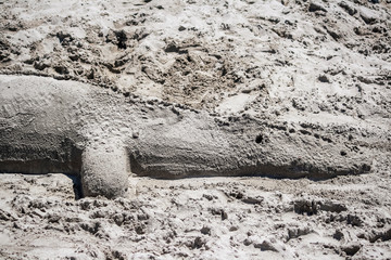 Sand crocodile in a beach of Sardinia
