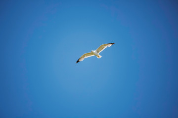 Seagulls on the seacoast near Alghero