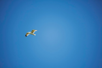 Seagulls on the seacoast near Alghero
