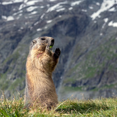 Marmot begging in the mountains