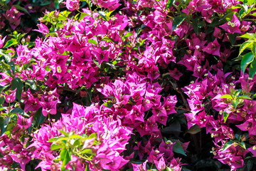 Outback nature of north-western Sardinia