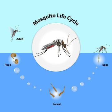 anopheles mosquito eggs